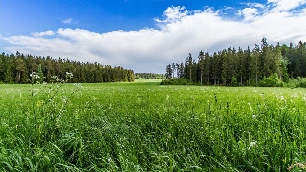 meadow_forest_sunny_grass_flowers_3840x2160